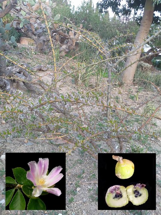 Pereskia sacharosa 20220417 202506